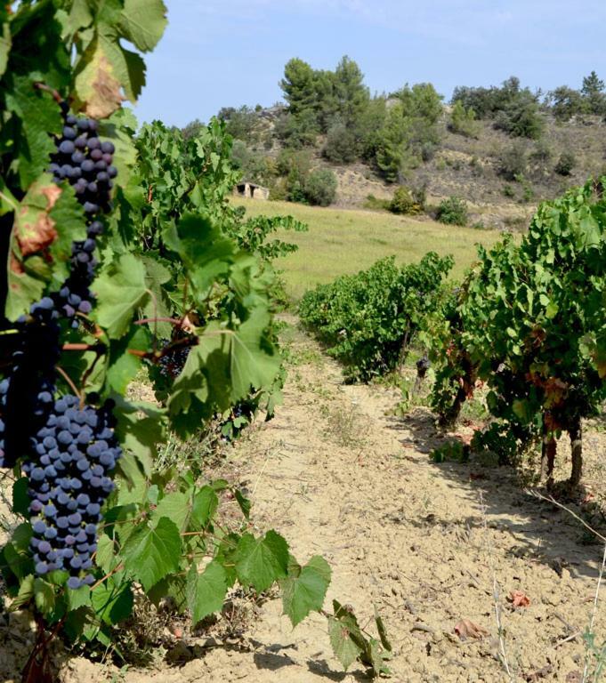 Gite Vigneron Du Domaine D'Alon Magrie Bagian luar foto