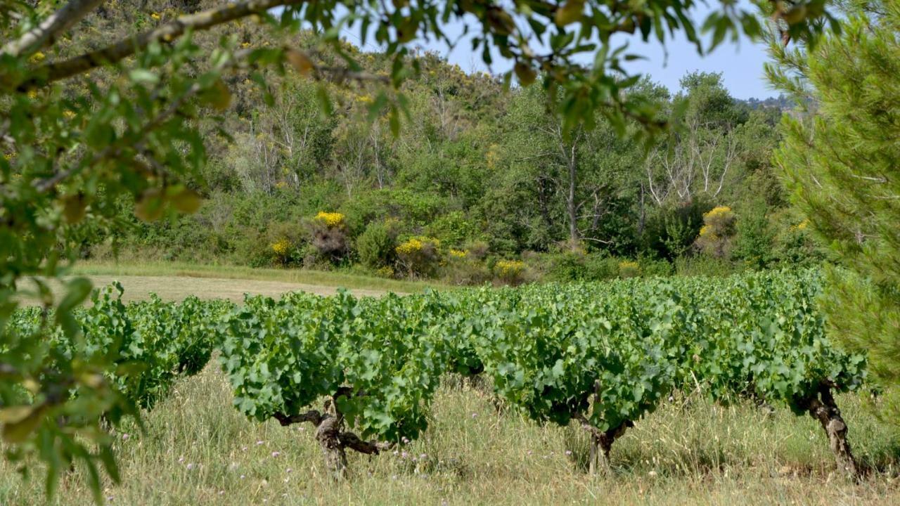Gite Vigneron Du Domaine D'Alon Magrie Bagian luar foto